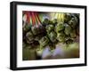 Close Up of Rice Balls Wrapped in Vine Leaves, Vietnam-Paul Harris-Framed Photographic Print