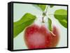 Close-up of Ripe Apple with Leaves-Lee Frost-Framed Stretched Canvas