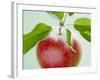 Close-up of Ripe Apple with Leaves-Lee Frost-Framed Photographic Print