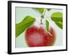 Close-up of Ripe Apple with Leaves-Lee Frost-Framed Photographic Print