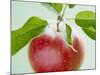 Close-up of Ripe Apple with Leaves-Lee Frost-Mounted Photographic Print