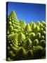 Close up of Romanesco-Peter Sapper-Stretched Canvas