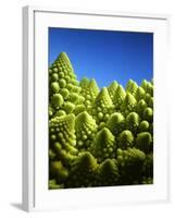 Close up of Romanesco-Peter Sapper-Framed Photographic Print