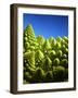 Close up of Romanesco-Peter Sapper-Framed Photographic Print