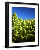 Close up of Romanesco-Peter Sapper-Framed Photographic Print