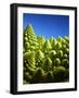 Close up of Romanesco-Peter Sapper-Framed Photographic Print