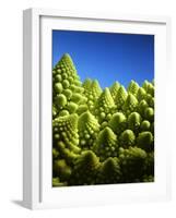 Close up of Romanesco-Peter Sapper-Framed Photographic Print