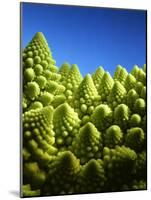 Close up of Romanesco-Peter Sapper-Mounted Photographic Print