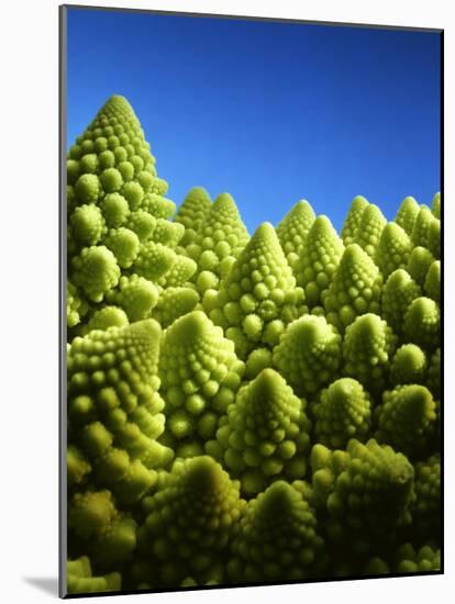 Close up of Romanesco-Peter Sapper-Mounted Photographic Print