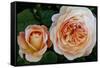 Close-up of rose flowers, Fort Bragg, Mendocino County, California, USA-Panoramic Images-Framed Stretched Canvas