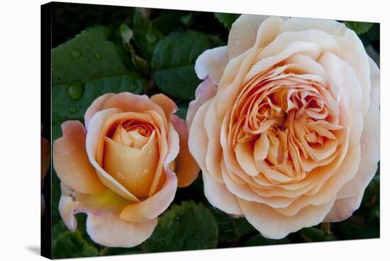Close-up of rose flowers, Fort Bragg, Mendocino County, California, USA-Panoramic Images-Stretched Canvas