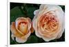 Close-up of rose flowers, Fort Bragg, Mendocino County, California, USA-Panoramic Images-Framed Photographic Print