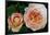 Close-up of rose flowers, Fort Bragg, Mendocino County, California, USA-Panoramic Images-Framed Photographic Print