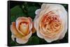 Close-up of rose flowers, Fort Bragg, Mendocino County, California, USA-Panoramic Images-Framed Stretched Canvas