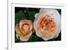 Close-up of rose flowers, Fort Bragg, Mendocino County, California, USA-Panoramic Images-Framed Photographic Print