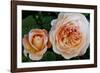 Close-up of rose flowers, Fort Bragg, Mendocino County, California, USA-Panoramic Images-Framed Photographic Print