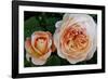 Close-up of rose flowers, Fort Bragg, Mendocino County, California, USA-Panoramic Images-Framed Photographic Print