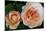 Close-up of rose flowers, Fort Bragg, Mendocino County, California, USA-Panoramic Images-Mounted Photographic Print