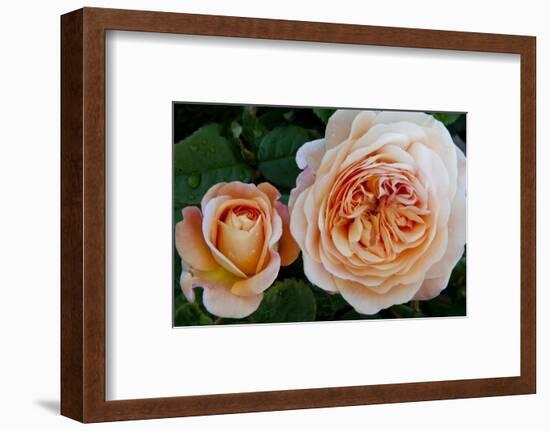 Close-up of rose flowers, Fort Bragg, Mendocino County, California, USA-Panoramic Images-Framed Photographic Print