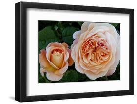 Close-up of rose flowers, Fort Bragg, Mendocino County, California, USA-Panoramic Images-Framed Photographic Print