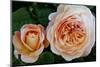 Close-up of rose flowers, Fort Bragg, Mendocino County, California, USA-Panoramic Images-Mounted Photographic Print