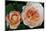 Close-up of rose flowers, Fort Bragg, Mendocino County, California, USA-Panoramic Images-Mounted Photographic Print