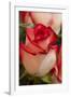 Close-up of rose.-Rick A Brown-Framed Photographic Print