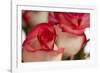 Close-up of rose.-Rick A Brown-Framed Photographic Print