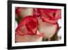 Close-up of rose.-Rick A Brown-Framed Photographic Print