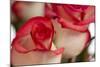 Close-up of rose.-Rick A Brown-Mounted Photographic Print