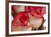 Close-up of rose.-Rick A Brown-Framed Photographic Print