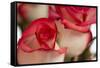 Close-up of rose.-Rick A Brown-Framed Stretched Canvas