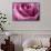 Close-up of rose.-Rick A Brown-Framed Stretched Canvas displayed on a wall