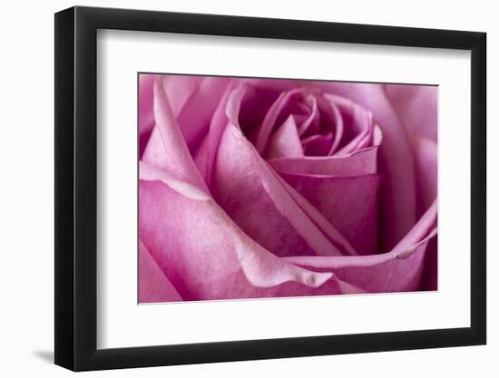 Close-up of rose.-Rick A Brown-Framed Photographic Print