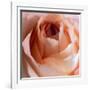 Close-up of rose-George and Marilu Theodore-Framed Photographic Print