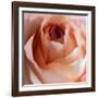 Close-up of rose-George and Marilu Theodore-Framed Photographic Print