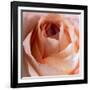 Close-up of rose-George and Marilu Theodore-Framed Photographic Print