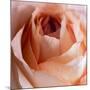 Close-up of rose-George and Marilu Theodore-Mounted Photographic Print