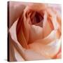 Close-up of rose-George and Marilu Theodore-Stretched Canvas