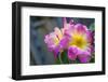 Close-up of Roses, Utah-Howie Garber-Framed Photographic Print