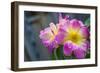 Close-up of Roses, Utah-Howie Garber-Framed Photographic Print