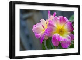 Close-up of Roses, Utah-Howie Garber-Framed Photographic Print