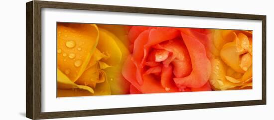 Close-Up of Roses with Dew Drops-null-Framed Photographic Print