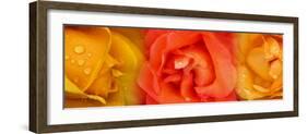 Close-Up of Roses with Dew Drops-null-Framed Photographic Print