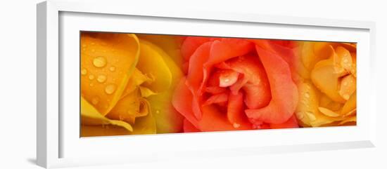 Close-Up of Roses with Dew Drops-null-Framed Photographic Print