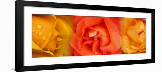 Close-Up of Roses with Dew Drops-null-Framed Photographic Print