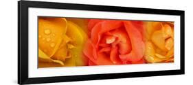 Close-Up of Roses with Dew Drops-null-Framed Photographic Print