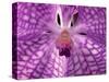 Close-Up of 'Rothschildiana' Orchid-George Lepp-Stretched Canvas