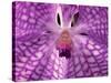 Close-Up of 'Rothschildiana' Orchid-George Lepp-Stretched Canvas