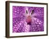 Close-Up of 'Rothschildiana' Orchid-George Lepp-Framed Premium Photographic Print